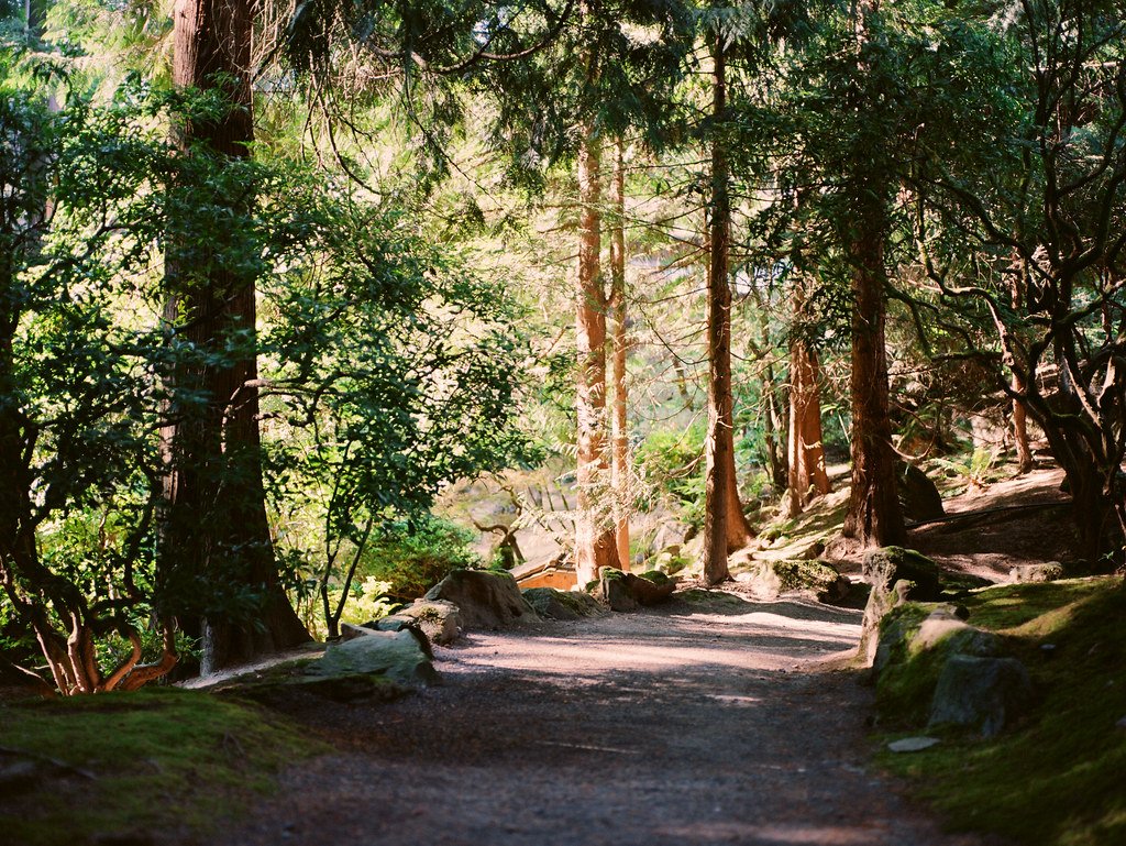 Bosque de pinos Deepowud